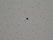 Zwischendecke mit Miniatur-Mikrofon